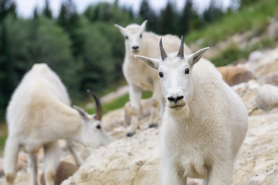 Family of mountain goats in Jasper National Park