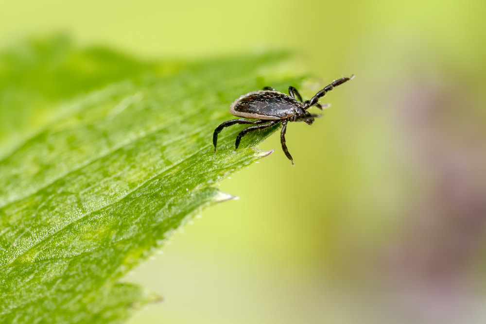 tips for ticks and hiking 